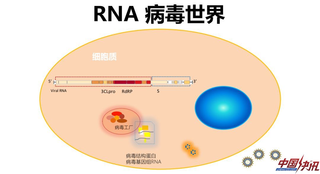 新冠病毒如何阻断？科学家从病毒的前世今生讲起