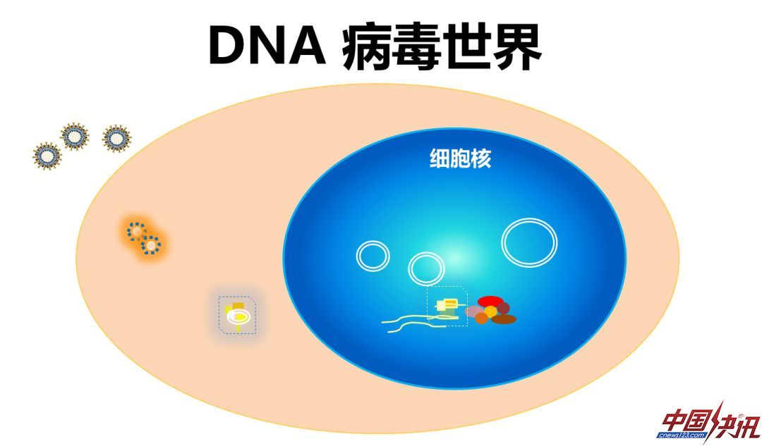 新冠病毒如何阻断？科学家从病毒的前世今生讲起