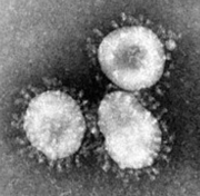 新冠病毒如何阻断？科学家从病毒的前世今生讲起