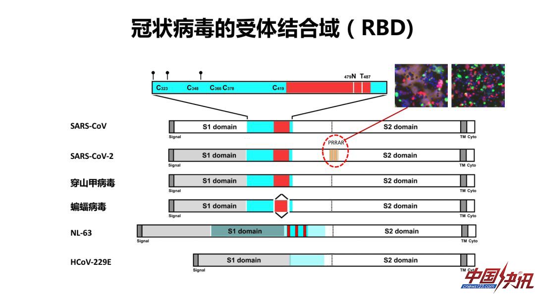 新冠病毒如何阻断？科学家从病毒的前世今生讲起