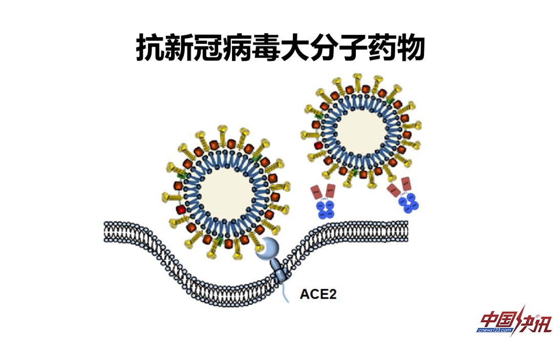 新冠病毒如何阻断？科学家从病毒的前世今生讲起