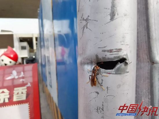 在西二旗站迷路的胡蜂科昆虫，图源作者