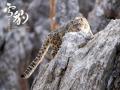 生命张力拉满！《雪豹和她的朋友们》野性来袭
